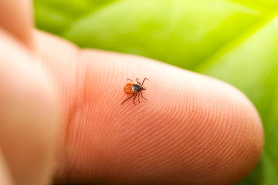 Chatham Mosquito & Tick Control