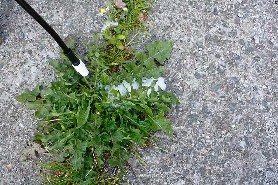 Weed control being performed for a homeowner in Berkeley Heights.