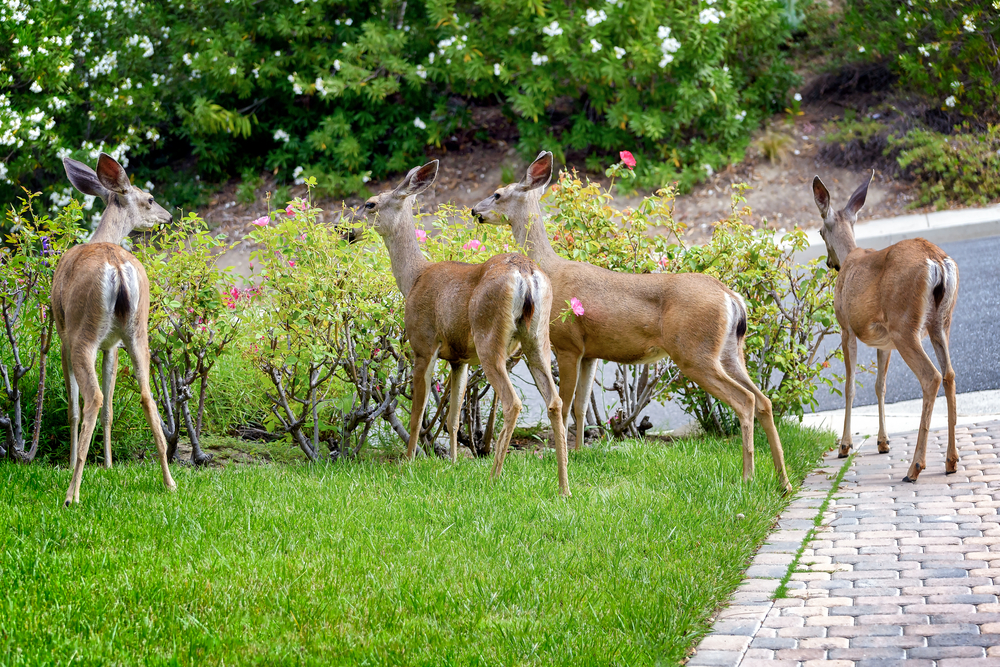 Deer intruding on a residential property in Berkeley Heights, NJ