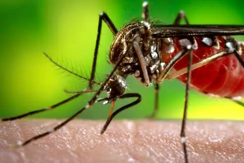 Mosquito control service near me