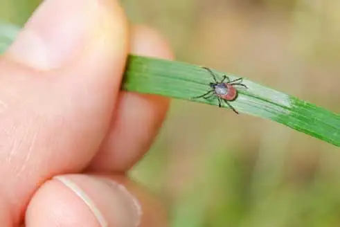 Tick control service near me