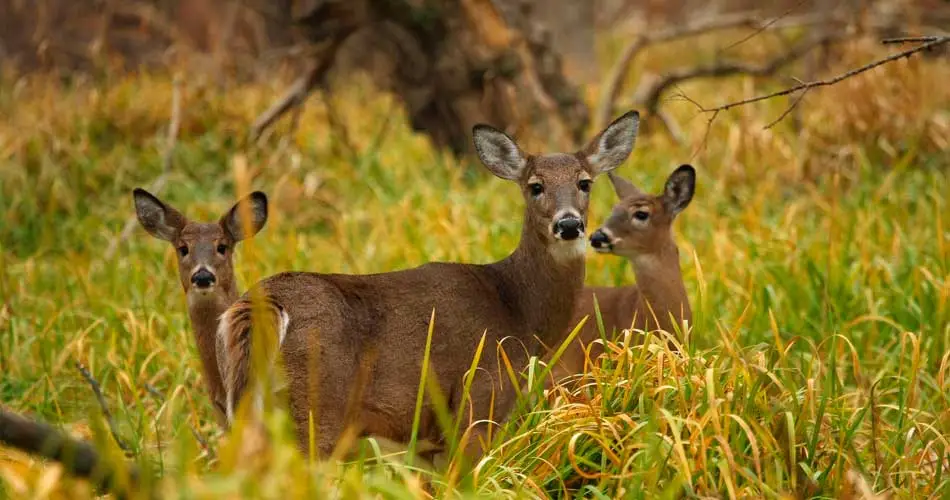 The Lawn Techs Deer Repellent Spraying Service in Watchung NJ