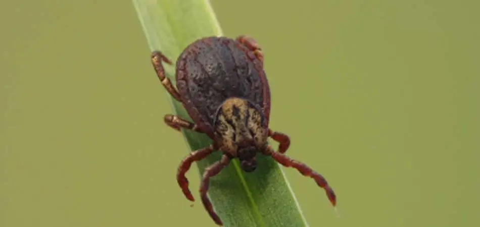 Close up of a tick in New Providence, NJ