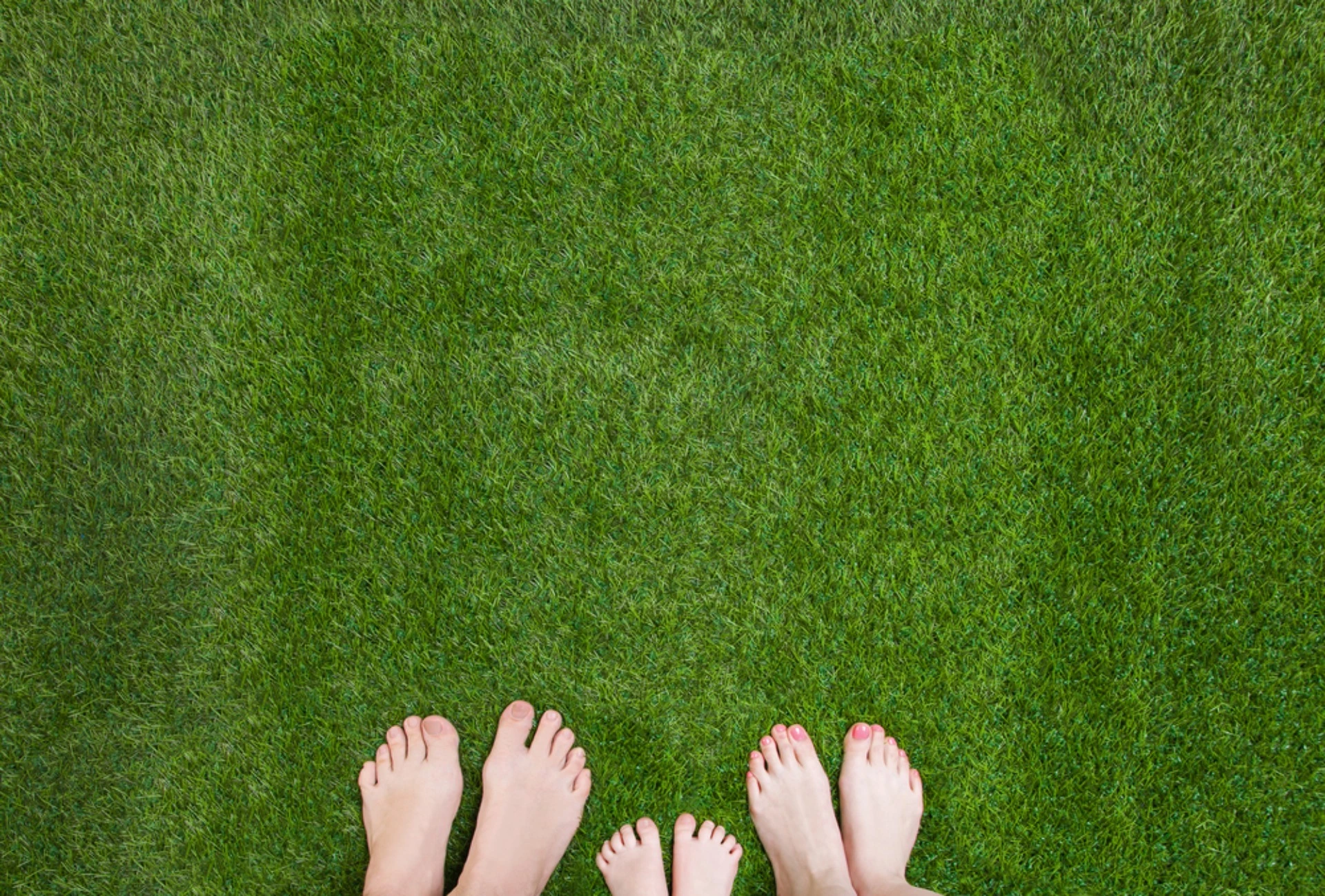 Organic Lawn Service in Millington NJ