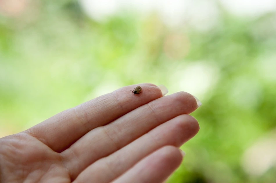 Tick & Flea Control Basking Ridge NJ