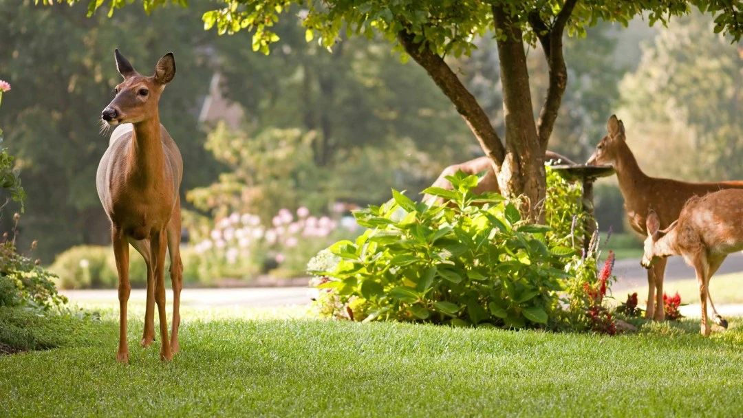 The Lawn Techs Deer Repellent Spraying Service