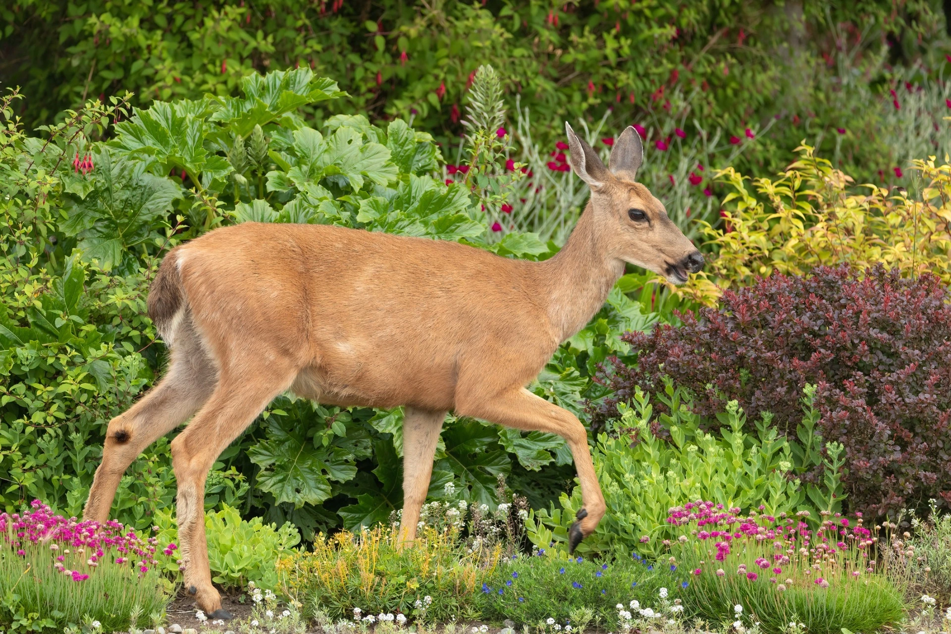 The Lawn Techs Deer Repellent Spraying Service in Harding NJ
